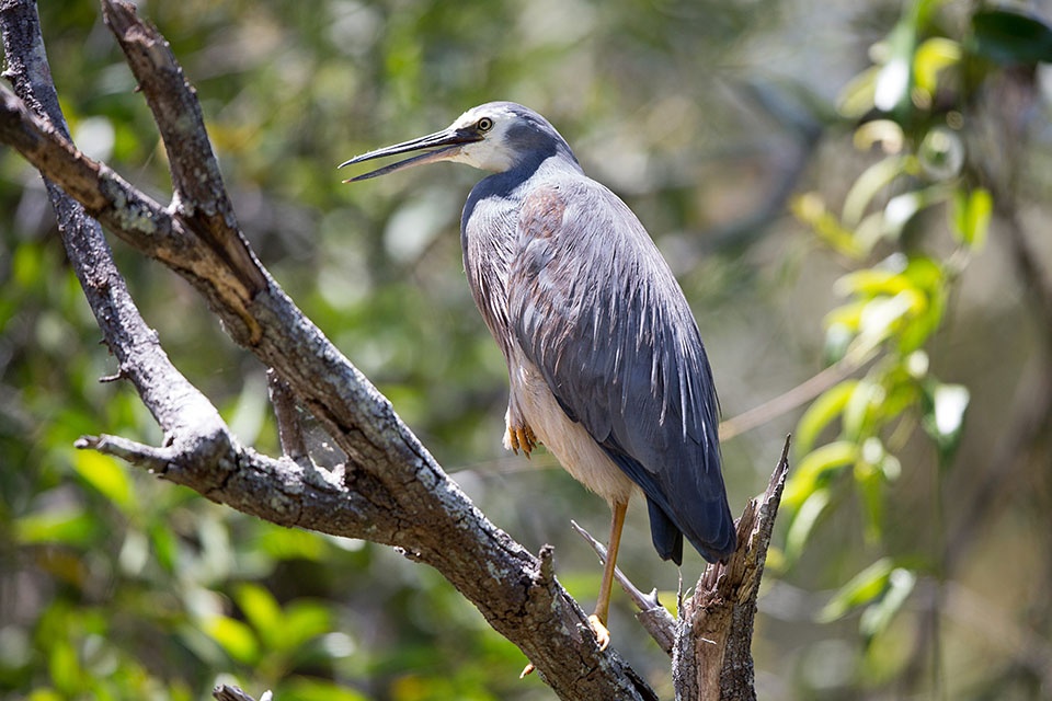 White-faced Heron (Egretta novaehollandiae)